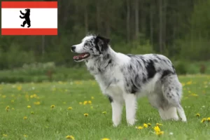 Lee más sobre el artículo Criadores de Border Collie y cachorros en Berlín