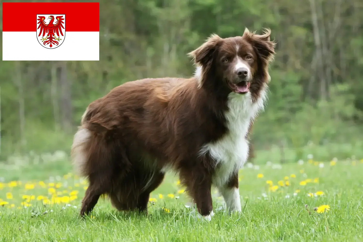 Lee más sobre el artículo Criadores de Border Collie y cachorros en Brandenburgo