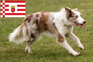 Lee más sobre el artículo Criadores de Border Collie y cachorros en Bremen