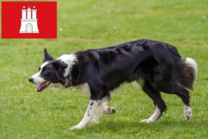 Lee más sobre el artículo Criadores de Border Collie y cachorros en Hamburgo