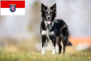 Lee más sobre el artículo Criadores de Border Collie y cachorros en Hessen