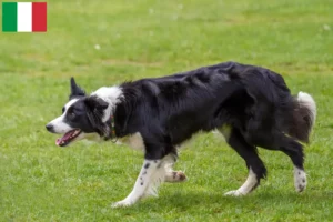 Lee más sobre el artículo Criadores de Border Collie y cachorros en Italia