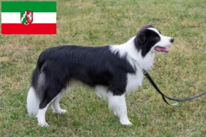 Lee más sobre el artículo Criadores de Border Collie y cachorros en Renania del Norte-Westfalia