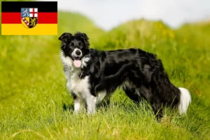 Lee más sobre el artículo Criadores de Border Collie y cachorros en Sarre