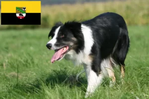 Lee más sobre el artículo Criadores de Border Collie y cachorros en Sajonia-Anhalt