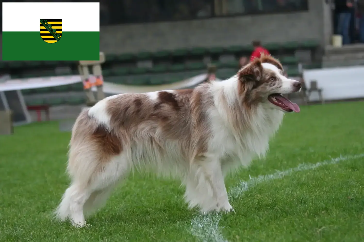 Lee más sobre el artículo Criadores de Border Collie y cachorros en Sajonia