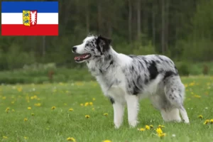 Lee más sobre el artículo Criadores de Border Collie y cachorros en Schleswig-Holstein