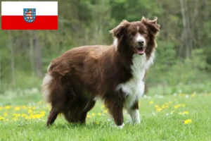 Lee más sobre el artículo Criadores de Border Collie y cachorros en Turingia