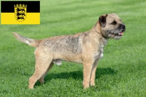 Lee más sobre el artículo Criadores de Border Terrier y cachorros en Baden-Württemberg