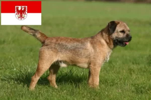 Lee más sobre el artículo Criadores de Border Terrier y cachorros en Brandenburgo