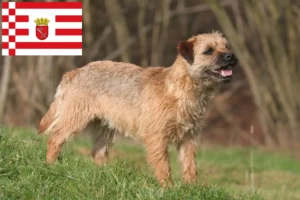 Lee más sobre el artículo Criadores de Border Terrier y cachorros en Bremen