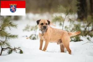 Lee más sobre el artículo Criadores de Border Terrier y cachorros en Hessen