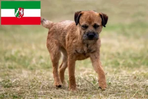 Lee más sobre el artículo Criadores de Border Terrier y cachorros en Renania del Norte-Westfalia