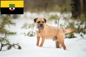 Lee más sobre el artículo Criadores y cachorros de Border Terrier en Sajonia-Anhalt