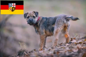 Lee más sobre el artículo Criadores de Border Terrier y cachorros en Sarre