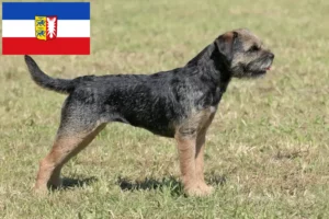 Lee más sobre el artículo Criadores de Border Terrier y cachorros en Schleswig-Holstein