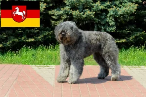 Lee más sobre el artículo Criadores y cachorros de Bouvier des Flandres en Baja Sajonia