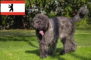 Lee más sobre el artículo Criadores y cachorros de Bouvier des Flandres en Berlín