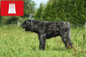 Lee más sobre el artículo Criadores de Bouvier des Flandres y cachorros en Hamburgo