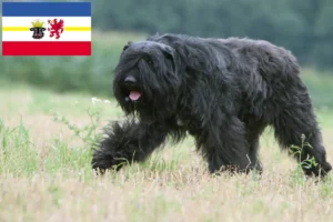 Lee más sobre el artículo Criadores y cachorros de Bouvier des Flandres en Mecklemburgo-Pomerania Occidental