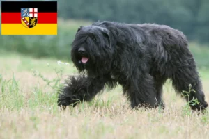 Lee más sobre el artículo Criadores de Bouvier des Flandres y cachorros en Sarre