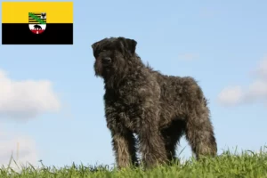 Lee más sobre el artículo Criadores y cachorros de Bouvier des Flandres en Sajonia-Anhalt