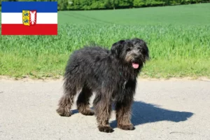 Lee más sobre el artículo Criadores y cachorros de Bouvier des Flandres en Schleswig-Holstein