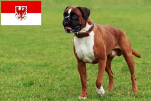 Lee más sobre el artículo Criadores de Boxer y cachorros en Brandenburgo