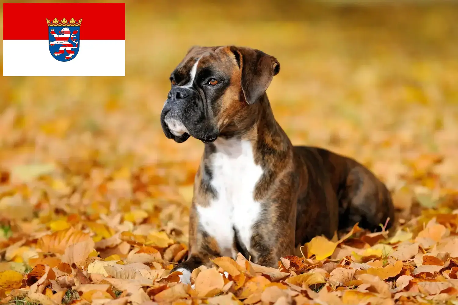 Lee más sobre el artículo Criadores de Boxer y cachorros en Hessen