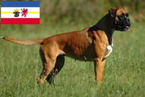 Lee más sobre el artículo Criadores de Boxer y cachorros en Mecklemburgo-Pomerania Occidental