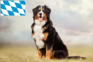 Lee más sobre el artículo Criador de Perros de Montaña de Berna y Cachorros en Baviera