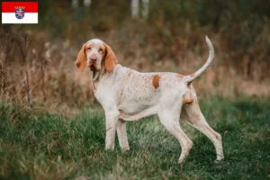 Lee más sobre el artículo Criadores de Bracco Italiano y cachorros en Hessen