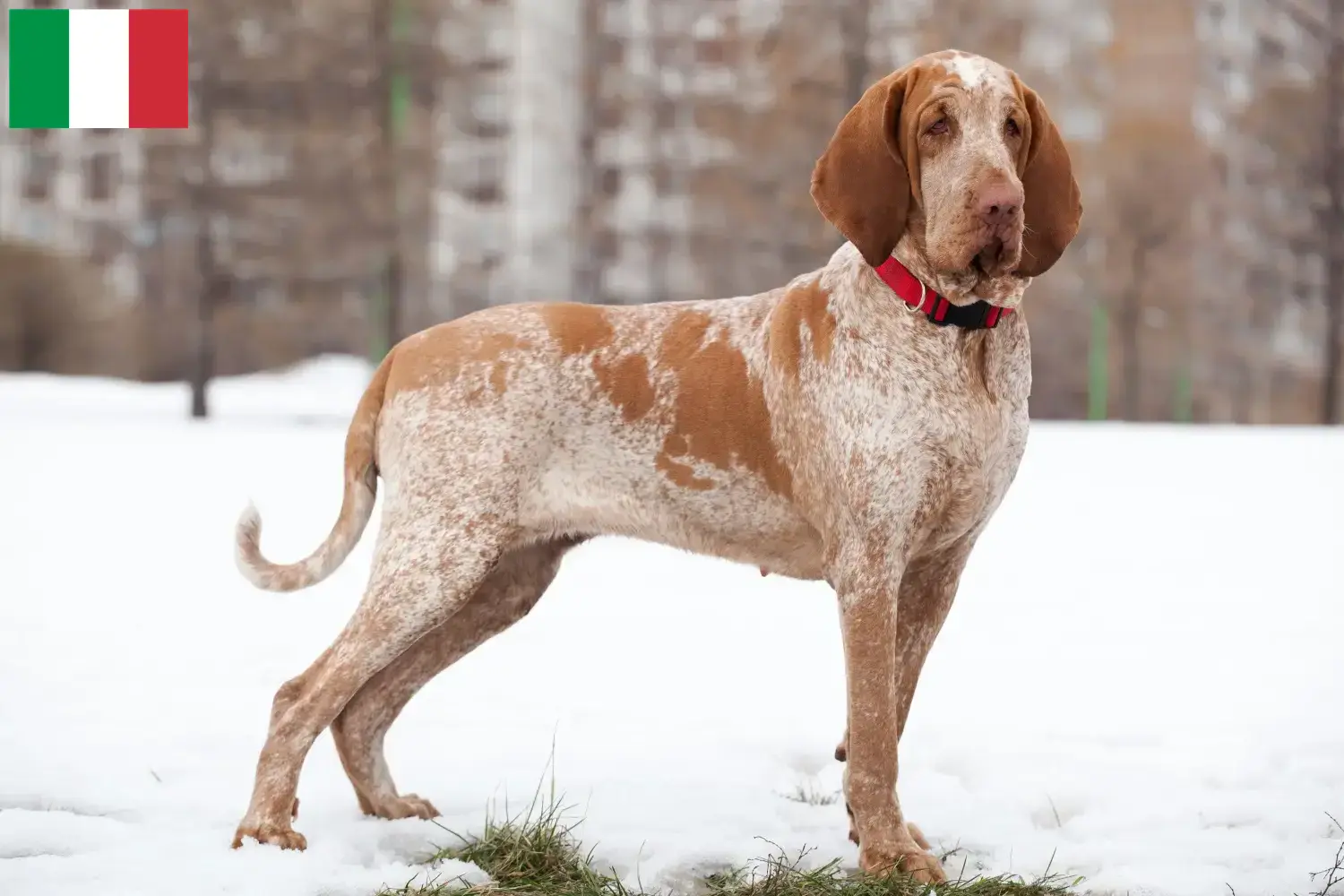 Lee más sobre el artículo Bracco Italiano criadores y cachorros en Italia