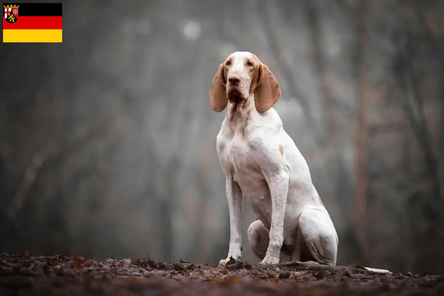 Lee más sobre el artículo Criadores y cachorros de Bracco Italiano en Renania-Palatinado