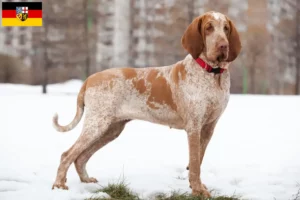 Lee más sobre el artículo Criadores de Bracco Italiano y cachorros en Sarre