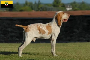 Lee más sobre el artículo Criadores y cachorros de Bracco Italiano en Sajonia-Anhalt