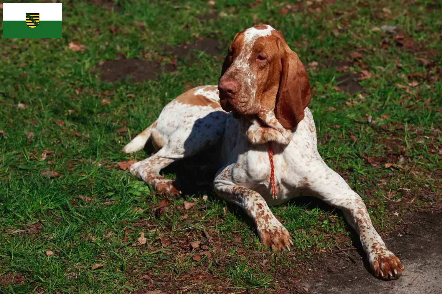 Lee más sobre el artículo Criadores y cachorros de Bracco Italiano en Sajonia