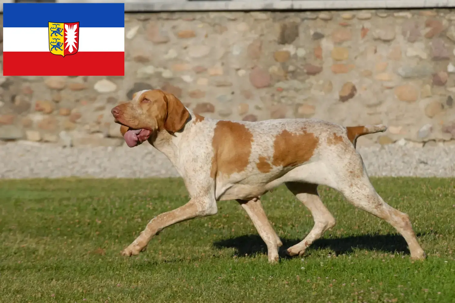 Lee más sobre el artículo Criadores de Bracco Italiano y cachorros en Schleswig-Holstein