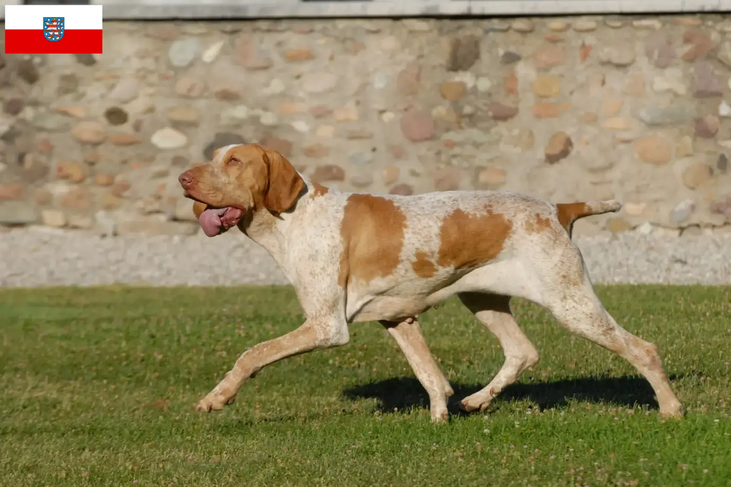 Lee más sobre el artículo Criadores de Bracco Italiano y cachorros en Turingia