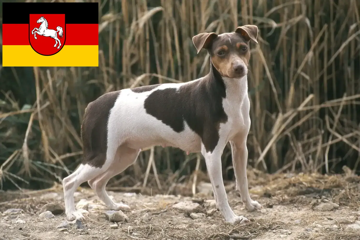 Lee más sobre el artículo Criadores de Terrier brasileño y cachorros en Baja Sajonia