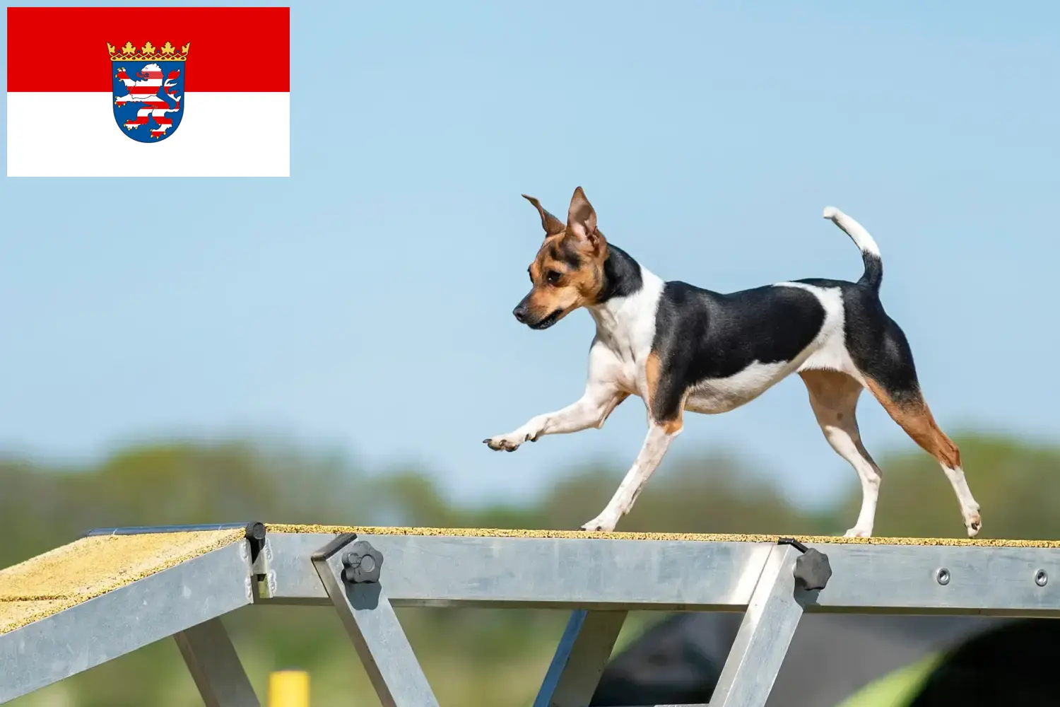 Lee más sobre el artículo Criadores de Terrier brasileño y cachorros en Hessen