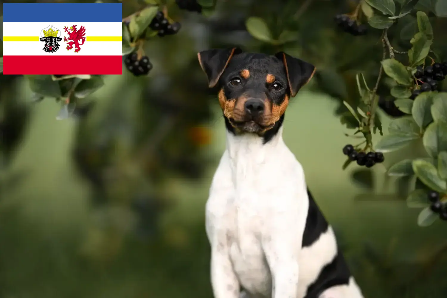 Lee más sobre el artículo Criadores de Terrier brasileño y cachorros en Mecklemburgo-Pomerania Occidental