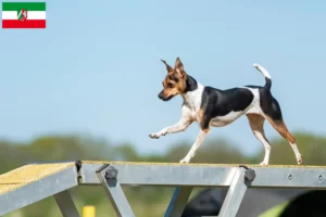 Lee más sobre el artículo Criadores de Terrier brasileño y cachorros en Renania del Norte-Westfalia