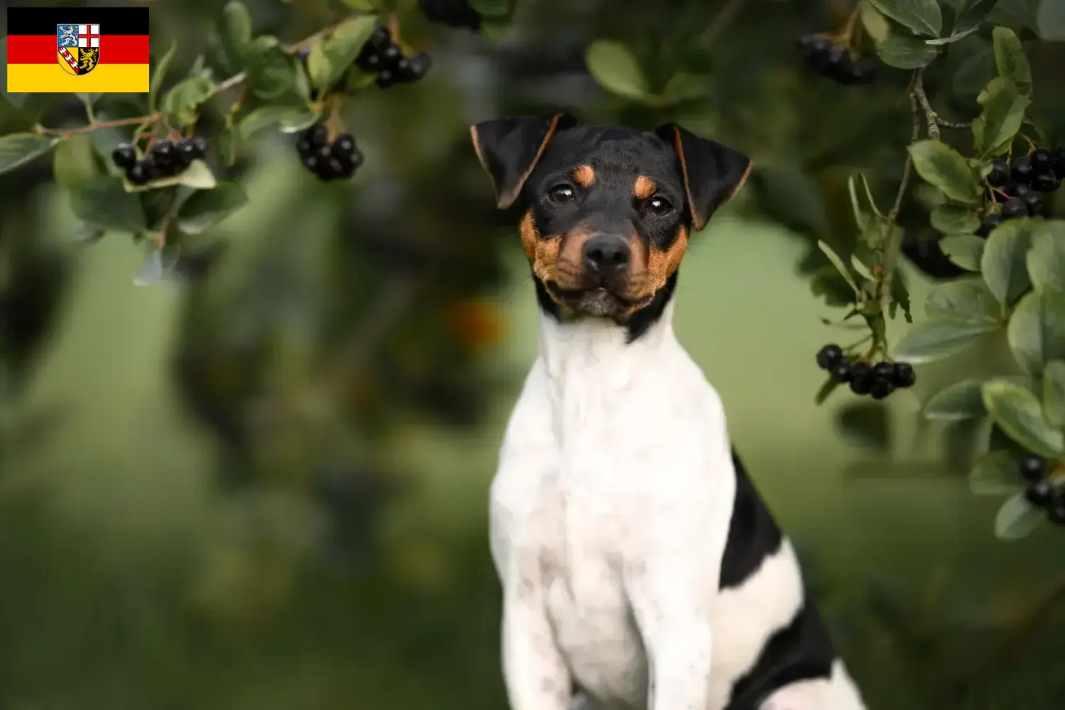 Lee más sobre el artículo Criador de Terrier brasileño y cachorros en Sarre