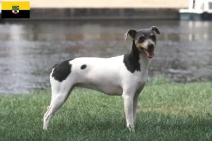 Lee más sobre el artículo Criadores y cachorros de Terrier brasileño en Sajonia-Anhalt