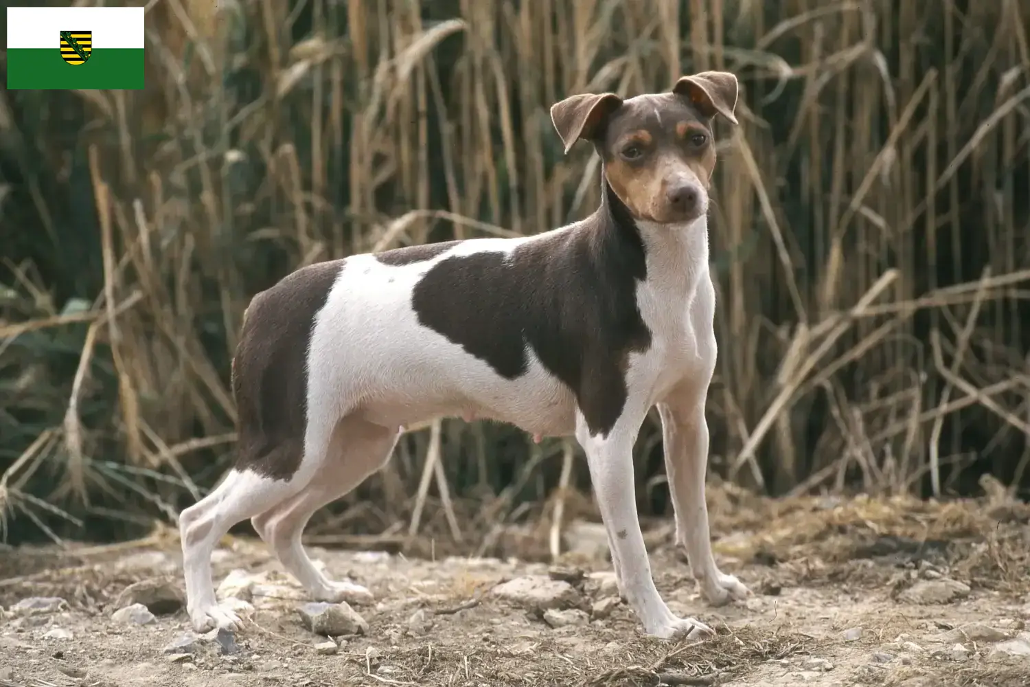 Lee más sobre el artículo Criadores y cachorros de Terrier brasileño en Sajonia