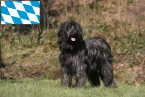 Lee más sobre el artículo Criadores y cachorros de Briard en Baviera