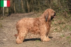 Lee más sobre el artículo Criadores y cachorros de Briard en Italia