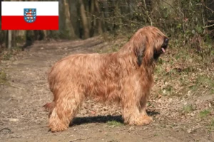 Lee más sobre el artículo Criadores de Briard y cachorros en Turingia