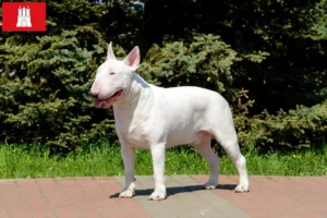 Lee más sobre el artículo Criadores de Bull Terrier y cachorros en Hamburgo